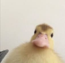 duck's avatar