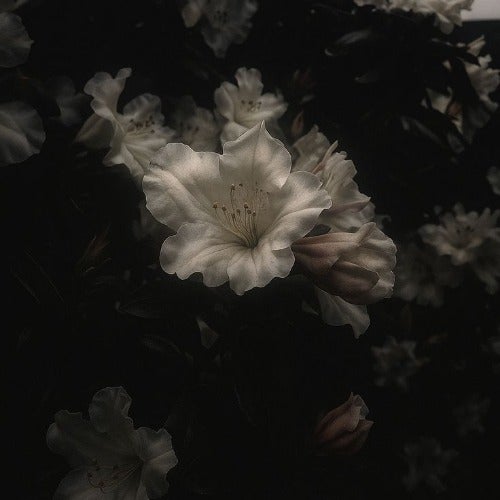 amaliyaa ❀