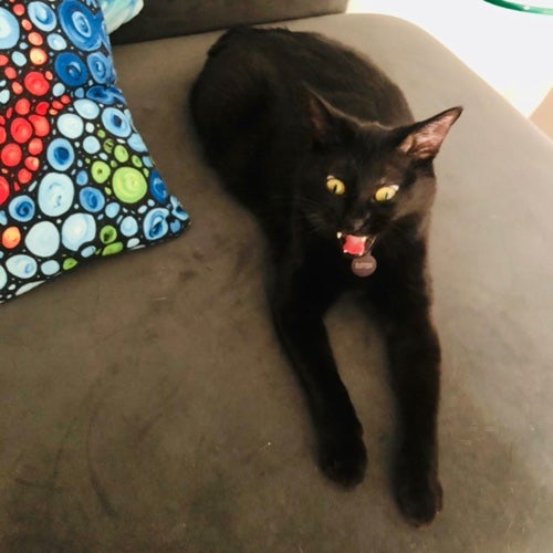 catsnstuffnthings avatar