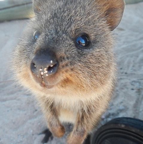 RadicalRodent on BuzzFeed