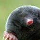 The C-SPAN Mole profile picture
