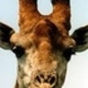 giraffem