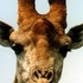 giraffem profile picture