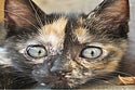 BuzzFeed profile picture for @baba