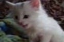 BuzzFeed profile picture for @kittens