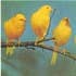 3 Yellow Birds
