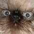 BuzzFeed profile picture for @wench