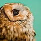 juniper owl profile picture