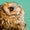 juniper owl
