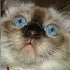 BuzzFeed profile picture for @melbourne
