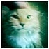BuzzFeed profile picture for @doodle