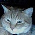 BuzzFeed profile picture for @ennui