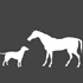 DOG AND PONY SHOW profile picture