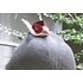 Fat Bird Feed profile picture
