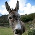 BuzzFeed profile picture for @tal