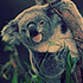 cari.koala profile picture
