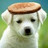 BuzzFeed profile picture for @cotton