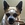 Casita Big Dog Rescue's avatar