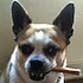Casita Big Dog Rescue profile picture