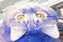BuzzFeed profile picture for @oscar