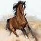 Horse_ebooks profile picture