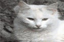 BuzzFeed profile picture for @bistro