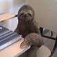 sloths profile picture