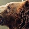 bearbea
