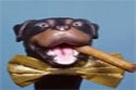 BuzzFeed profile picture for @triumph