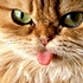 meow08 profile picture