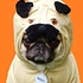 DaPuglet Pugs profile picture