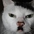 BuzzFeed profile picture for @desk