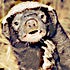 BuzzFeed profile picture for @badger