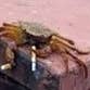 crabbyc profile picture