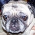 BuzzFeed profile picture for @dobbin