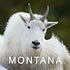 BuzzFeed profile picture for @montana