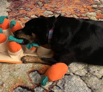 reviewer photo of a large dog biting a carrot