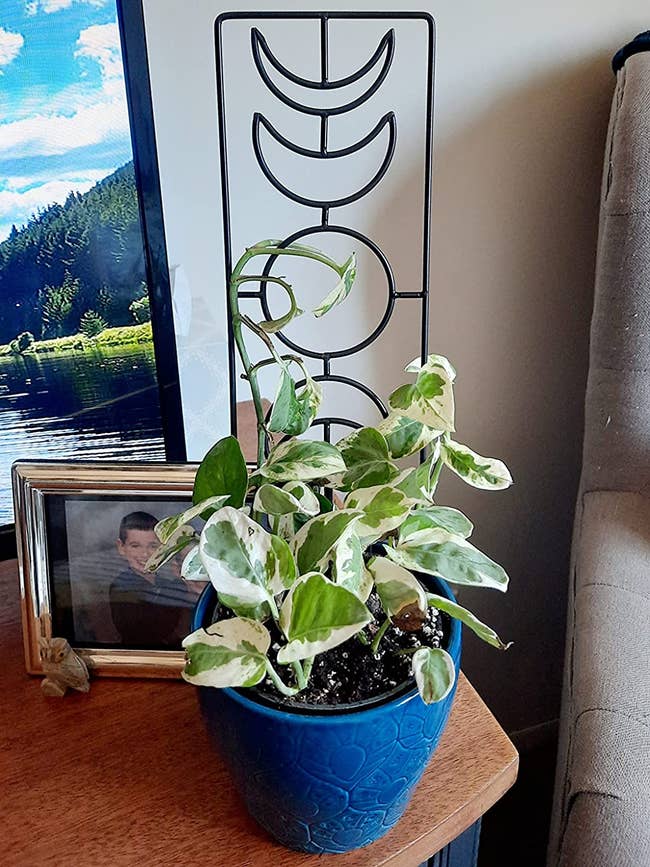 pothos in pot with metal trellis 