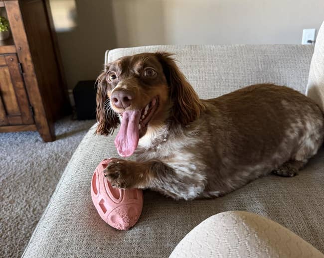 A canine lies connected a sofa with a chew toy. The country has cozy, neutral furnishings and a woody broadside table