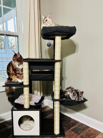 a reviewer's three cats on different parts of the tower