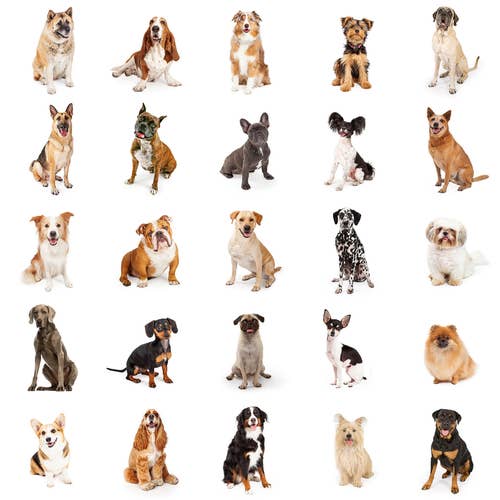 Dog Breed Picture Quiz Printable PetsWall