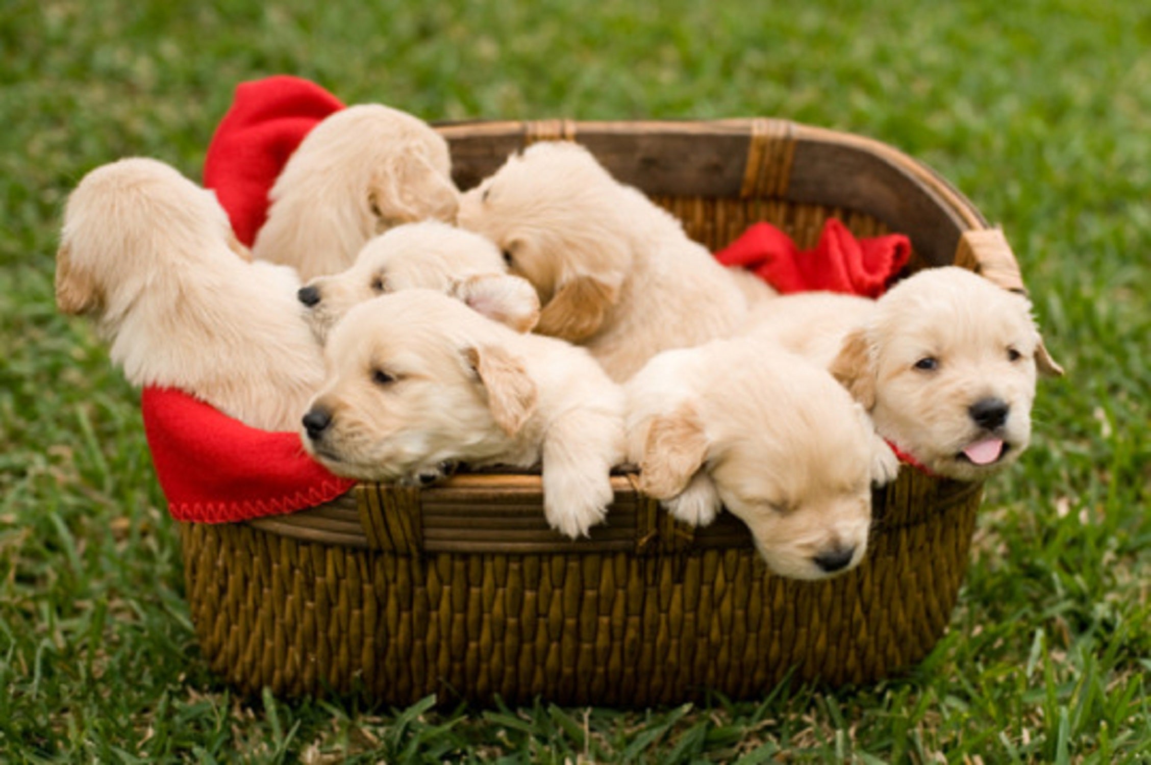 Here Are 13 Baby Animals That You Can Virtually Pet, If That's The Kind Of Thing You Need Right Now Here Are 13 Baby Animals That You Can Virtually Pet, If That's The Kind Of Thing You Need Right Now