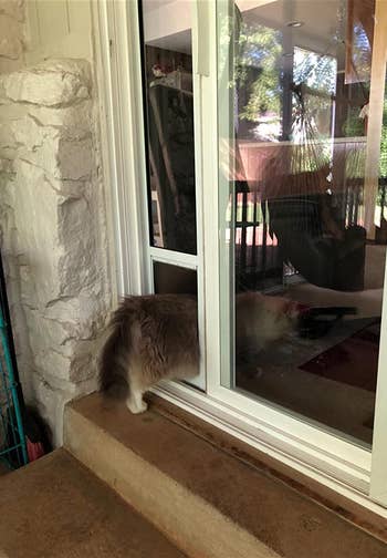 a cat going through the cat door