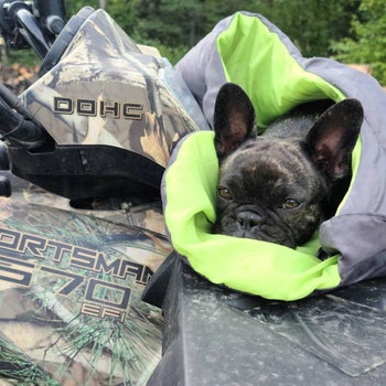 reviewer image of a Frenchie in a sleeping bag