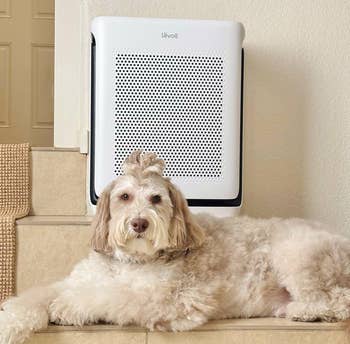Fluffy canine lounging connected stairs successful beforehand of a Levoit aerial purifier, highlighting location comfortableness and indoor aerial prime products