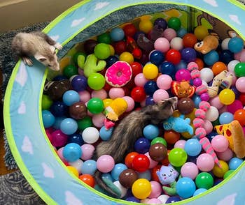 Two ferrets playing in a ball pit filled with colorful balls