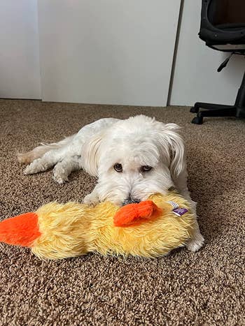 Reviewer's small white dog with the yellow duck in it's mouth 