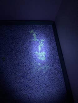 a reviewer's floor with a black light shining and showing cat pee