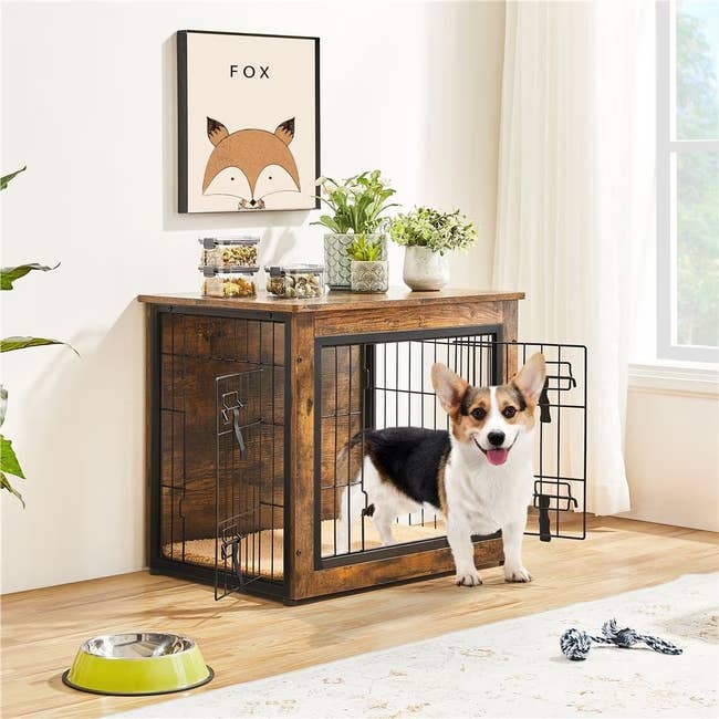 Corgi dog in a stylish, rustic wooden crate with decor items on top, in a bright room with plants