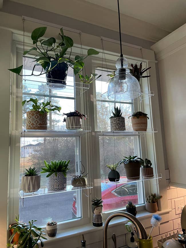 a reviewer showing 2 three-tier shelves successful the window, with plants connected each level